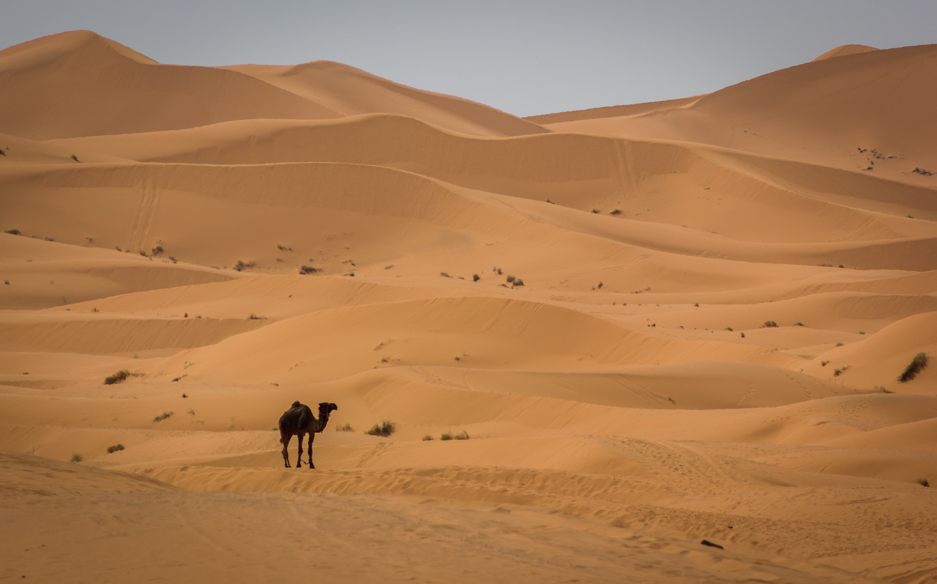 Merzouga Sahara Expedition (3 Days) photo